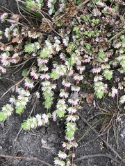 Illecebrum verticillatum