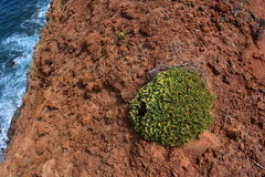 Perityle socorrosensis