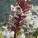 Orobanche litorea - Photo (c) Stefano Doglio, some rights reserved (CC BY-NC), uploaded by Stefano Doglio