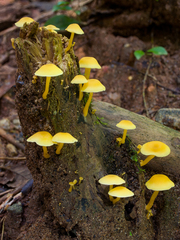 Tricholomopsis aurea