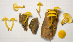 Tricholomopsis aurea