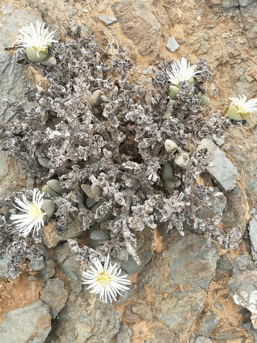Astridia velutina, photograph 2