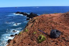 Perityle socorrosensis