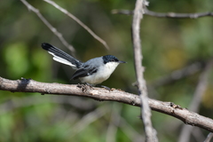 Polioptila plumbea