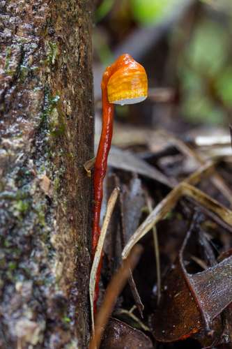 Haddowia longipes