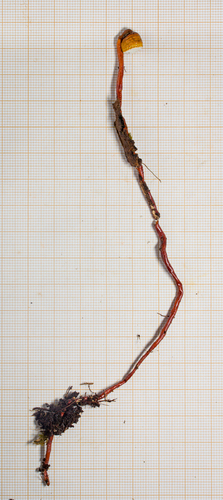 Haddowia longipes