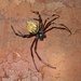 Nephilengys cruentata - Photo (c) Jakob Fahr, some rights reserved (CC BY-NC), uploaded by Jakob Fahr