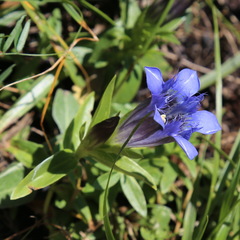Gentiana septemfida