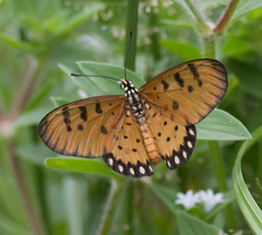Acraea terpsicore