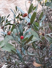 Cneorum tricoccon
