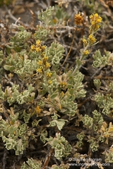 Artemisia rothrockii