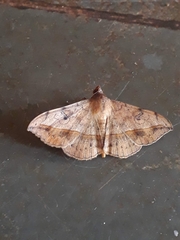 Anticarsia irrorata