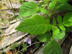 Solanum flahaultii
