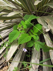 Solanum flahaultii