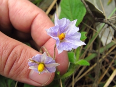 Solanum flahaultii