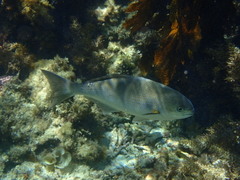 Kyphosus cornelii