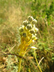 Allium flavum