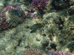 Plectroglyphidodon obreptus