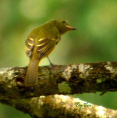 Tyrannidae