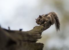 Funambulus pennantii