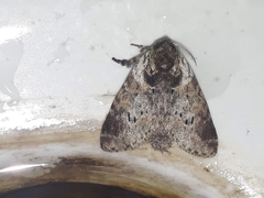 Notodontella ferrifusa