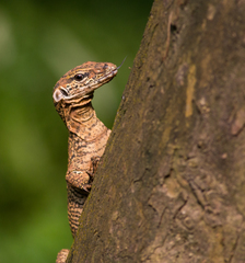 Varanus bengalensis