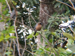 Schistochlamys ruficapillus