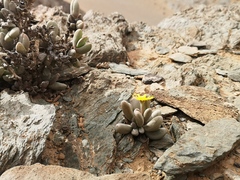 Crassothonna clavifolia