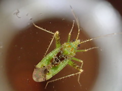 Phytocoris tibialis