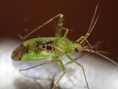 Phytocoris tibialis