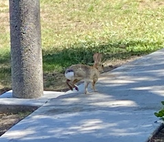 Sylvilagus audubonii