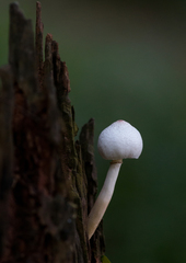 Fungi