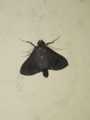 Almonia
