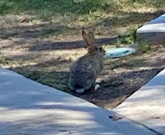 Sylvilagus audubonii