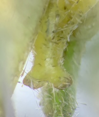 Scudderia curvicauda