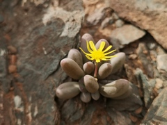 Crassothonna clavifolia