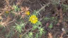 Centromadia parryi australis