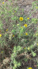 Centromadia parryi australis