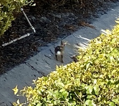 Sylvilagus audubonii