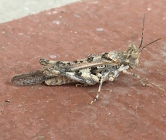 Derotmema laticinctum