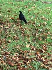 Corvus brachyrhynchos