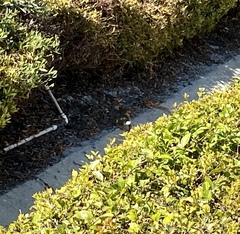 Sylvilagus audubonii