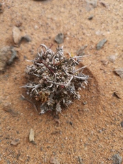 Euphorbia melanohydrata