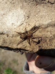 Asthenoctenus borellii