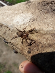 Asthenoctenus borellii