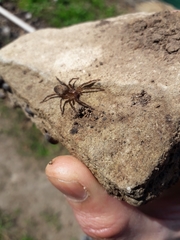 Asthenoctenus borellii