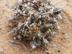Euphorbia melanohydrata