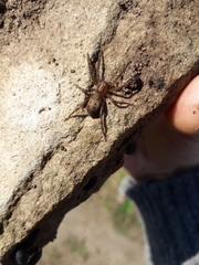 Asthenoctenus borellii