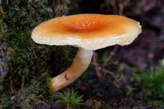 Lactifluus heimii