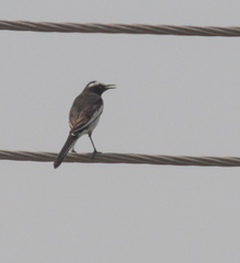 Motacilla maderaspatensis